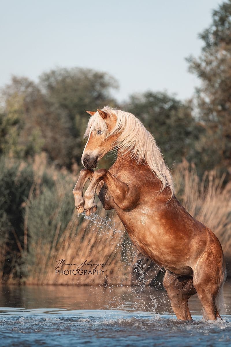 user-upload/business/work-media/gwvnfj0vi9hs98maeyhnbq_bianca-schweyer-photography-.jpeg